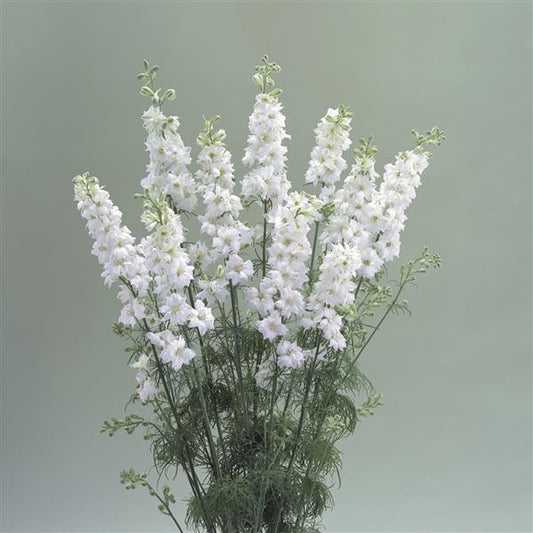 1,000 Larkspur Seeds Cannes White Cut Flower