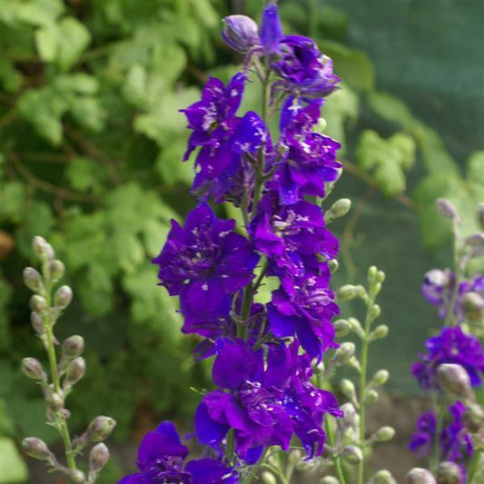 5,000 Larkspur Seeds QIS Dark Blue Cut Flower