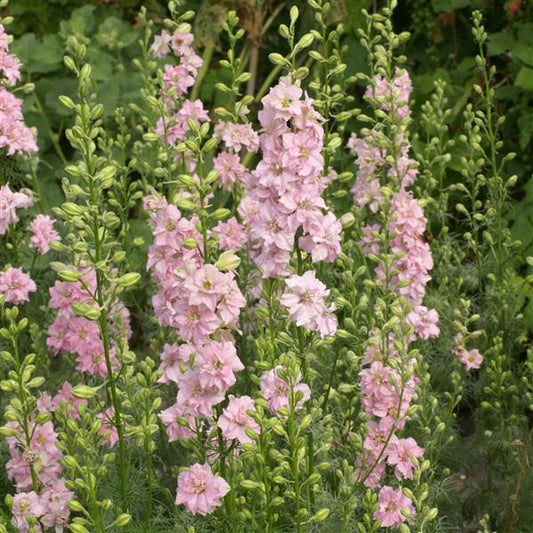 5,000 Larkspur Seeds QIS Light Pink Cut Flower