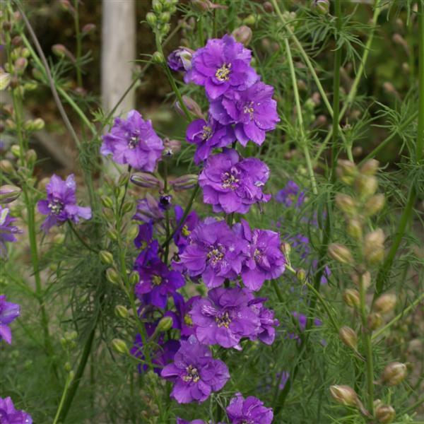 5,000 Larkspur Seeds QIS Lilac Cut Flower