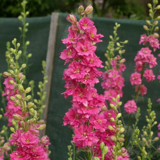 5,000 Larkspur Seeds QIS Rose Cut Flower