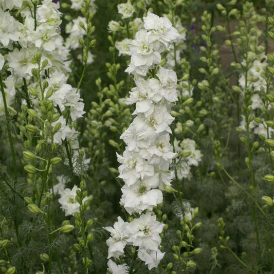 5,000 Larkspur Seeds QIS White Cut Flower