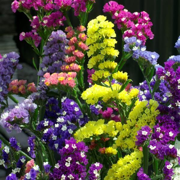 Statice Seeds Limonium Seeker Mix Seeds Cut Flower