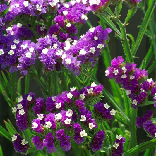 Statice Seeds Limonium Seeker Purple Seeds Cut Flower