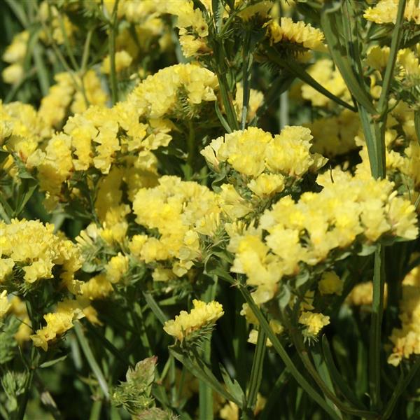 Statice Seeds Limonium Seeker Yellow Seeds Cut Flower