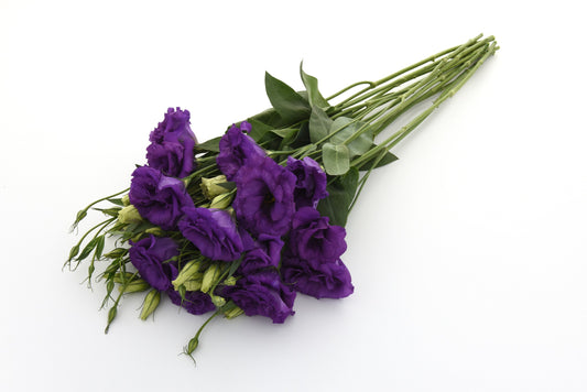 Bulk Lisianthus Seeds Lisianthus ABC Blue Pelleted Seeds