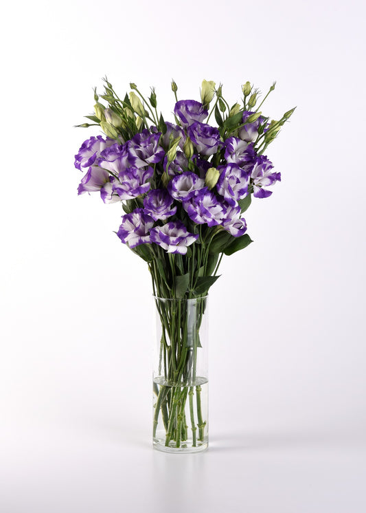 Bulk Lisianthus Seeds Lisianthus ABC Blue Rim Pelleted Seeds