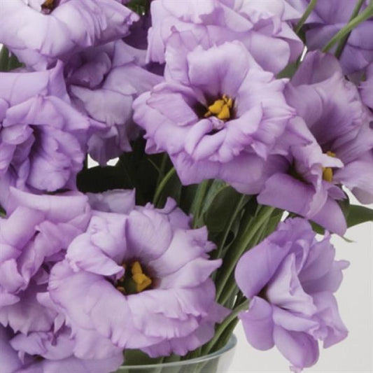 Garden Flowers Bulk Lisianthus Seeds Lisianthus ABC Lavender Pelleted Seeds