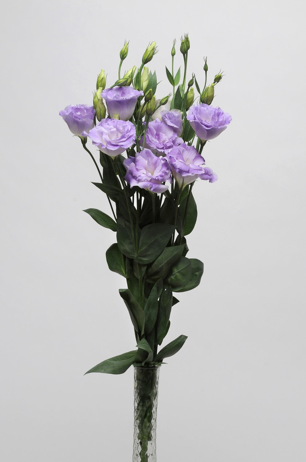 Bulk Lisianthus Seeds Lisianthus ABC Misty Blue Pelleted Seeds