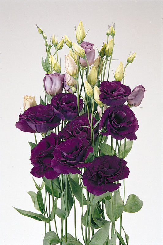 Bulk Lisianthus Seeds Lisianthus ABC Purple Pelleted Seeds