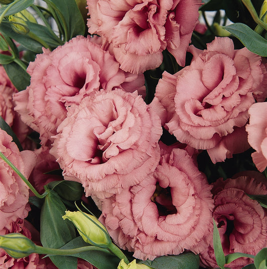 Bulk Lisianthus Seeds Lisianthus ABC Rose Pelleted Seeds