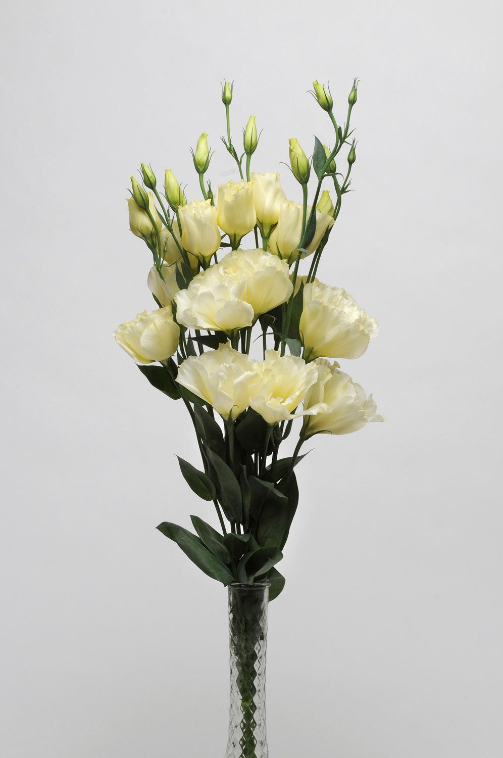 Bulk Lisianthus Seeds Lisianthus ABC Yellow Pelleted Seeds