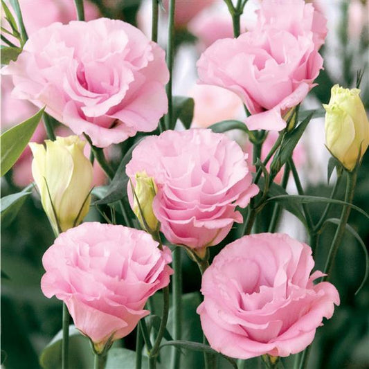 Bulk Lisianthus Seeds Lisianthus Advantage Pink Pelleted Seeds