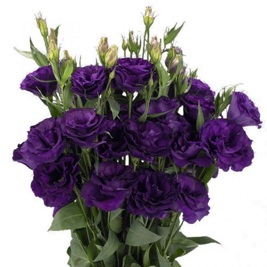 Bulk Lisianthus Seeds Lisianthus Advantage Purple Pelleted Seeds