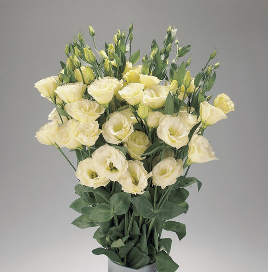 Bulk Lisianthus Seeds Lisianthus Advantage Yellow Pelleted Seeds