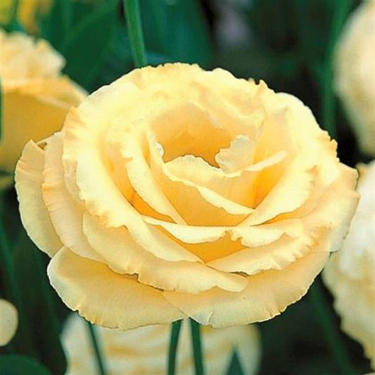 Bulk Lisianthus Seeds Lisianthus Arena Gold Pelleted Seeds