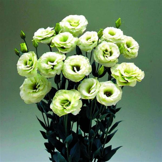 Bulk Lisianthus Seeds Lisianthus Arena Green Pelleted Seeds