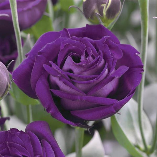 Bulk Lisianthus Seeds Lisianthus Arena Purple Pelleted Seeds