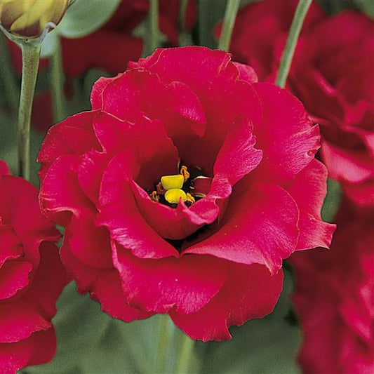 Bulk Lisianthus Seeds Lisianthus Arena Red Pelleted Seeds