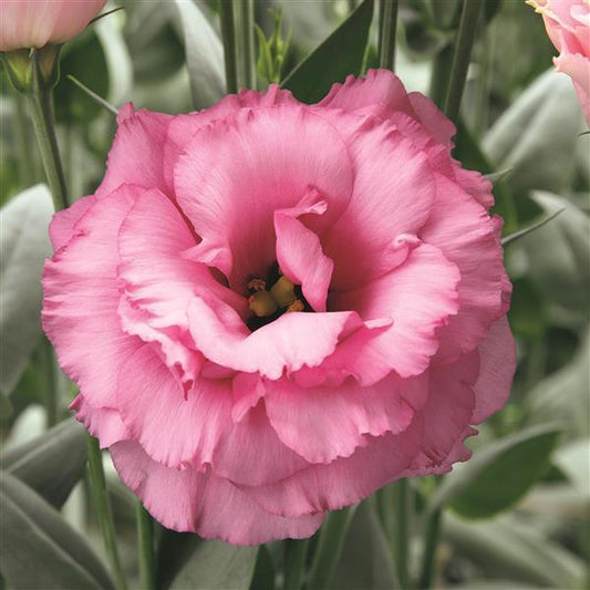 Bulk Lisianthus Seeds Lisianthus Arena Rose Pelleted Seeds