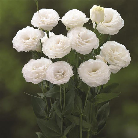 Bulk Lisianthus Seeds Lisianthus Arena White Pelleted Seeds