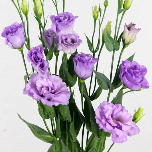 Bulk Lisianthus Seeds Lisianthus Corelli Lavender Pelleted Seeds