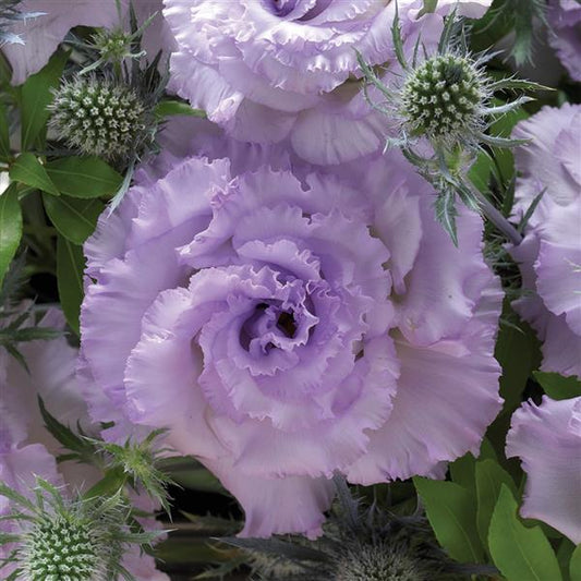 Bulk Lisianthus Seeds Lisianthus Corelli Lavender Ice Pelleted Seeds