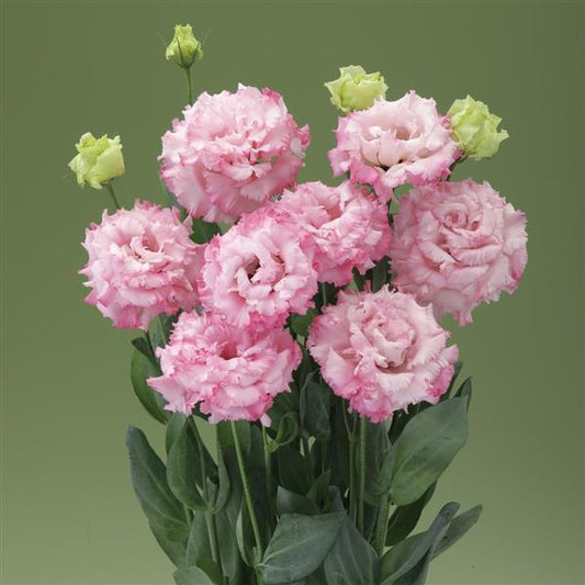 Bulk Lisianthus Seeds Lisianthus Corelli Light Pink Pelleted Seeds