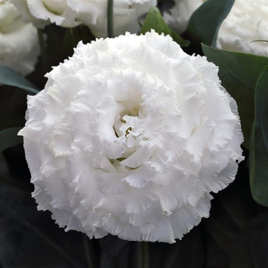 Bulk Lisianthus Seeds Lisianthus Corelli White Pelleted Seeds