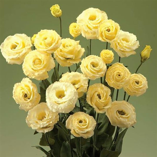 Bulk Lisianthus Seeds Lisianthus Corelli Yellow Pelleted Seeds