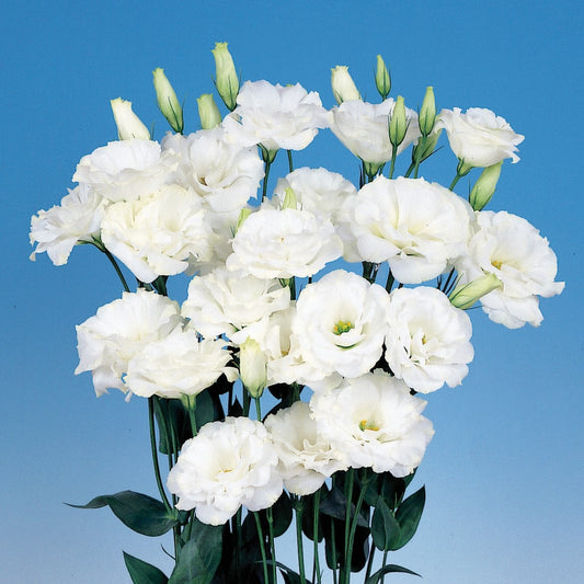 Bulk Lisianthus Seeds Lisianthus Echo White Pelleted Seeds