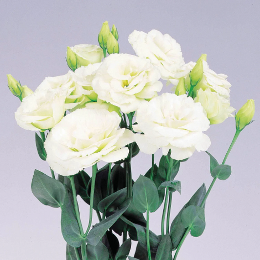 Bulk Lisianthus Seeds Lisianthus Excalibur Green Pelleted Seeds