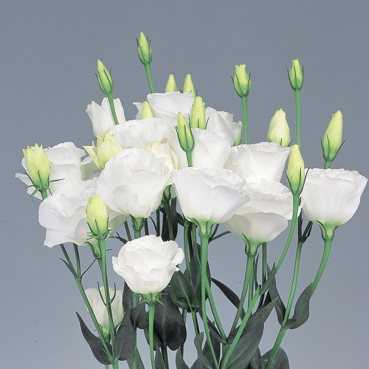 Bulk Lisianthus Seeds Lisianthus Excalibur Pure White Pelleted Seeds