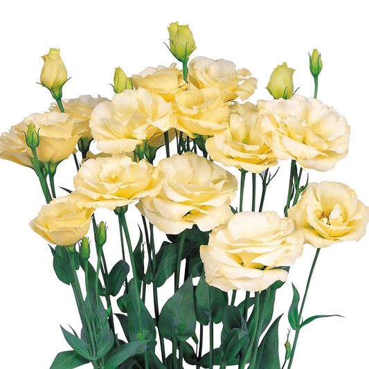 Bulk Lisianthus Seeds Lisianthus Excalibur Yellow Pelleted Seeds