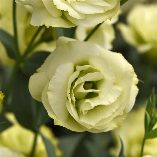 Bulk Lisianthus Seeds Lisianthus Flare Jade  Pelleted Seeds