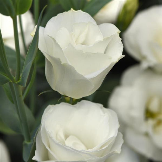 Bulk Lisianthus Seeds Lisianthus Flare White Pelleted Seeds