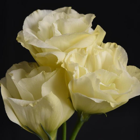 Bulk Lisianthus Seeds Lisianthus Flare Yellow Pelleted Seeds