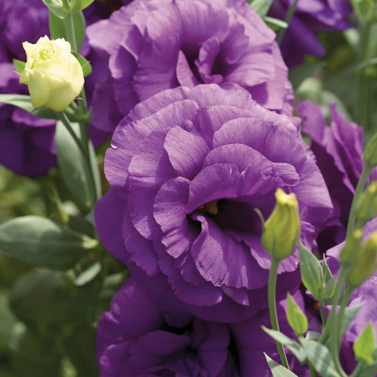 Bulk Lisianthus Seeds Lisianthus Mariachi Blue Pelleted Seeds