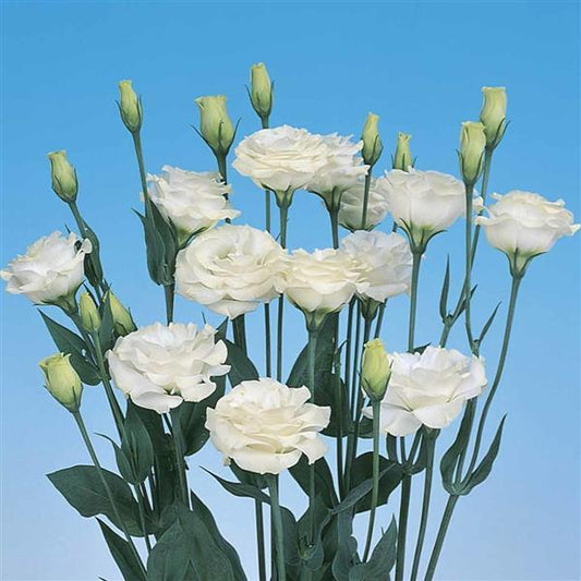 Bulk Lisianthus Seeds Lisianthus Mariachi Grande White Pelleted Seeds