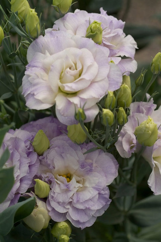 Bulk Lisianthus Seeds Lisianthus Mariachi Lavender Pelleted Seeds