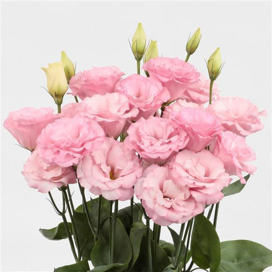 Bulk Lisianthus Seeds Lisianthus Mariachi Light Pink Pelleted Seeds