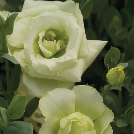 Bulk Lisianthus Seeds Lisianthus Mariachi Lime Green Pelleted Seeds