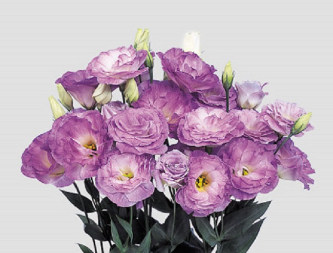 Bulk Lisianthus Seeds Lisianthus Mariachi Misty Blue Pelleted Seeds