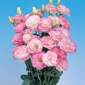 Bulk Lisianthus Seeds Lisianthus Mariachi Misty Pink Pelleted Seeds