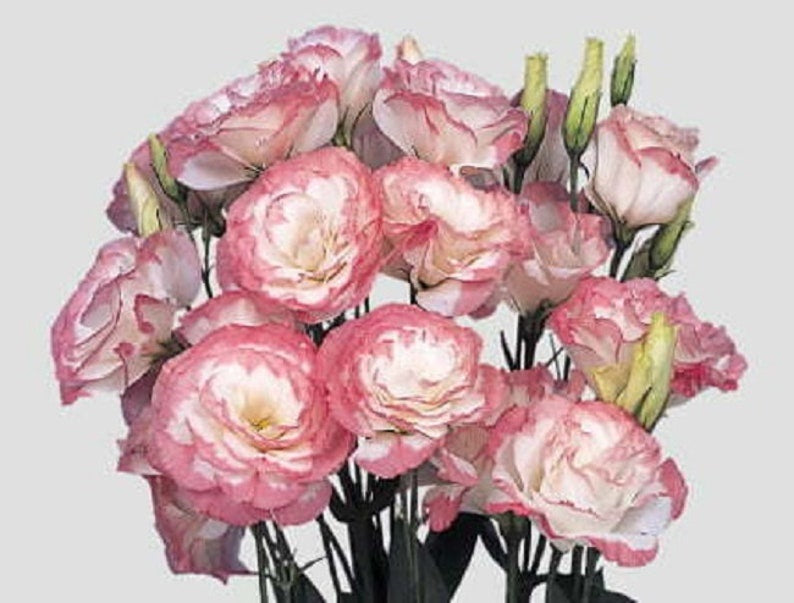 Bulk Lisianthus Seeds Lisianthus Mariachi Pink Picotee Pelleted Seeds