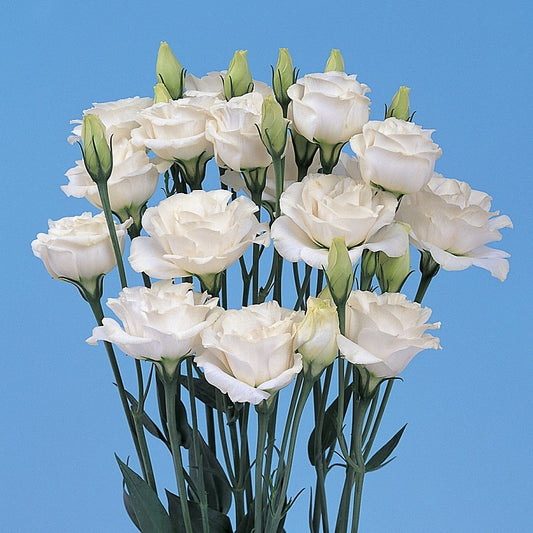 Bulk Lisianthus Seeds Lisianthus Mariachi Pure White Pelleted Seeds