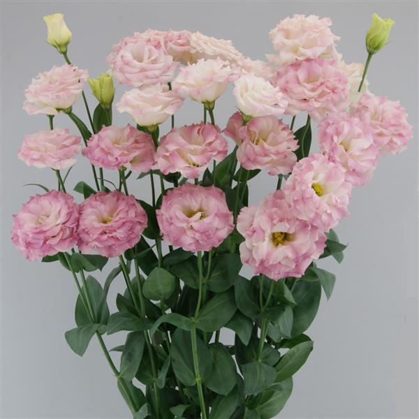 Bulk Lisianthus Seeds Lisianthus Megalo Pink Flash 1,000 Pelleted Seeds