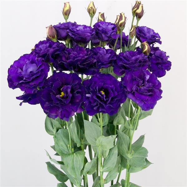 Bulk Lisianthus Seeds Lisianthus Megalo Violet 1,000 Pelleted Seeds