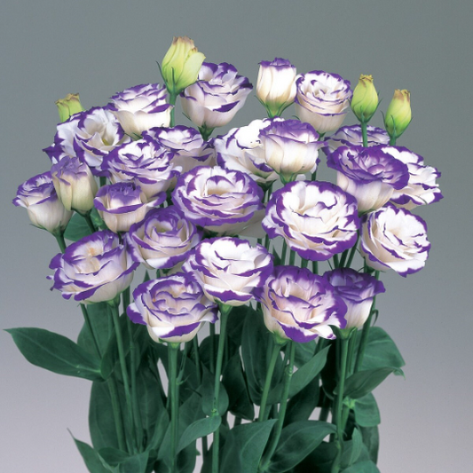 Bulk Lisianthus Seeds Lisianthus Rosita Blue Picotee 1,000 Pelleted Seeds