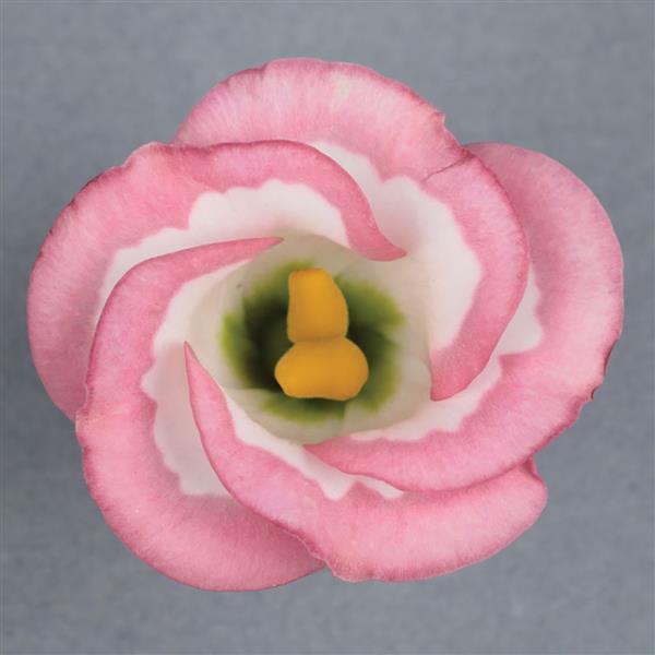 Garden Flowers 1,000 Bulk Lisianthus Seeds Solo Pink Picotee Pelleted Seeds